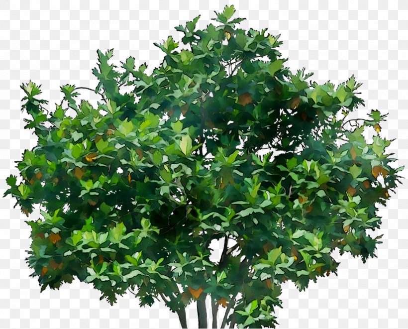 Shrub Houseplant Branching, PNG, 1315x1061px, Shrub, Branch, Branching, Evergreen, Flower Download Free