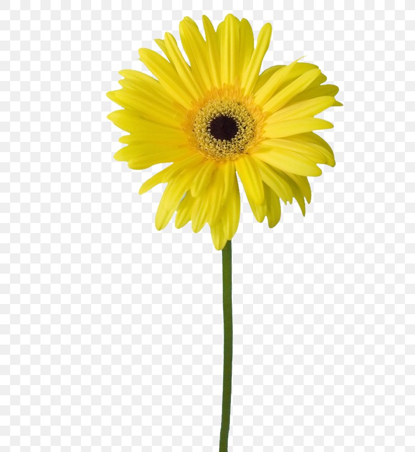 Common Sunflower Petal Yellow, PNG, 695x892px, Common Sunflower, Cut Flowers, Daisy, Daisy Family, Flower Download Free