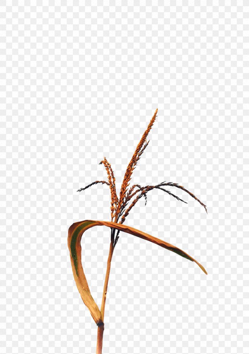 Plant Stem Twig Grasses Plants Science, PNG, 1200x1702px, Plant Stem, Biology, Grasses, Plant Structure, Plants Download Free