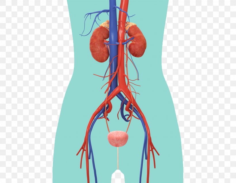 The Urinary System Excretory System Anatomy Kidney Muscle, PNG, 1440x1117px, Watercolor, Cartoon, Flower, Frame, Heart Download Free