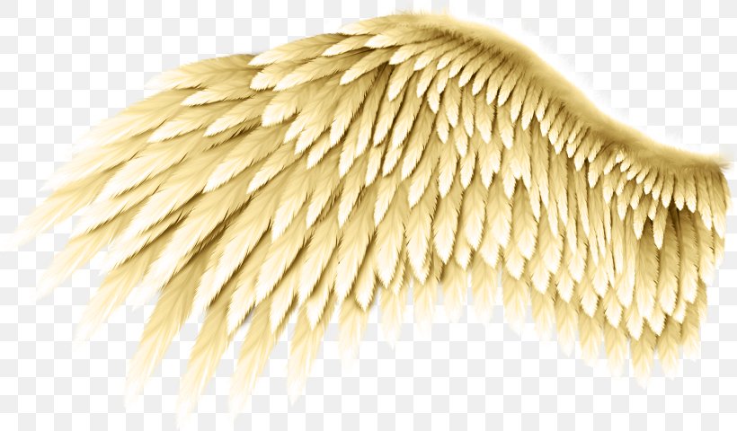 Wing DeviantArt Feather, PNG, 814x480px, Wing, Angel, Art, Commodity, Deviantart Download Free