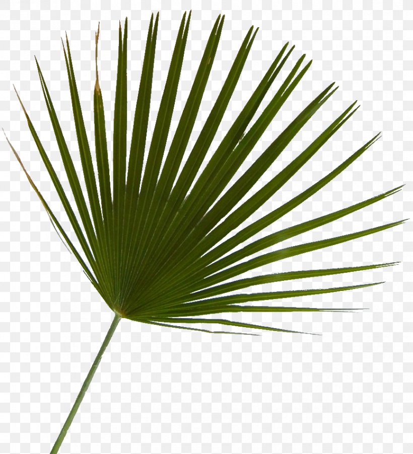 Arecaceae Saw Palmetto Tree Plant Leaf, PNG, 865x952px, Arecaceae, Arecales, Grass, Leaf, Palm Tree Download Free