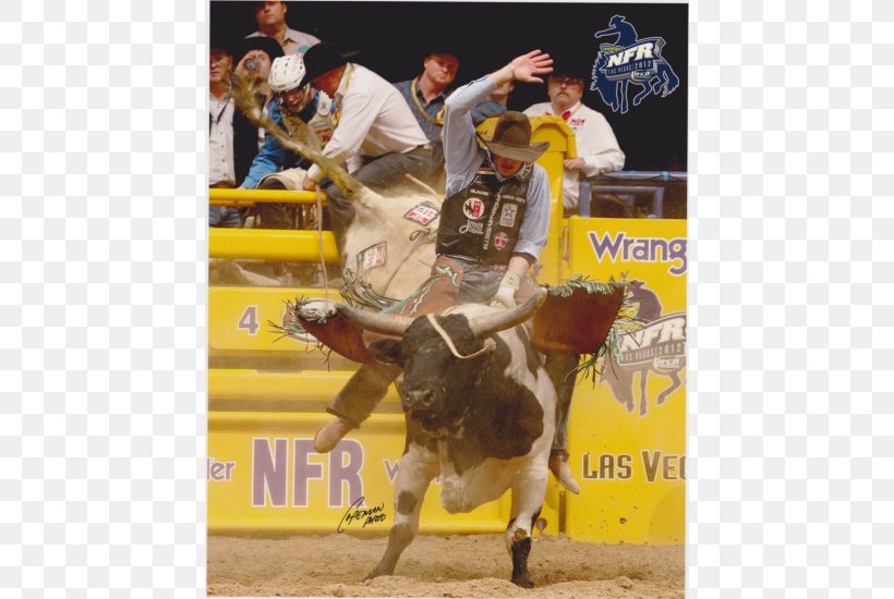 Bull Riding Professional Rodeo Cowboys Association Horse, PNG, 800x550px, Bull Riding, Animal Sports, Bridle, Bronc Riding, Bucking Bull Download Free