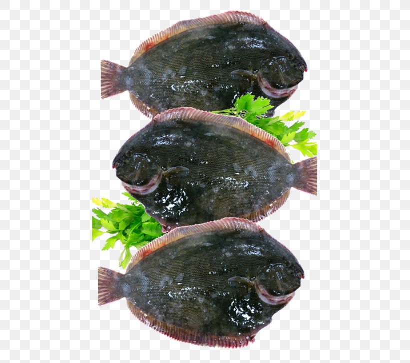 Flatfish Snout, PNG, 450x726px, Flatfish, Animal Source Foods, Fish, Organism, Seafood Download Free