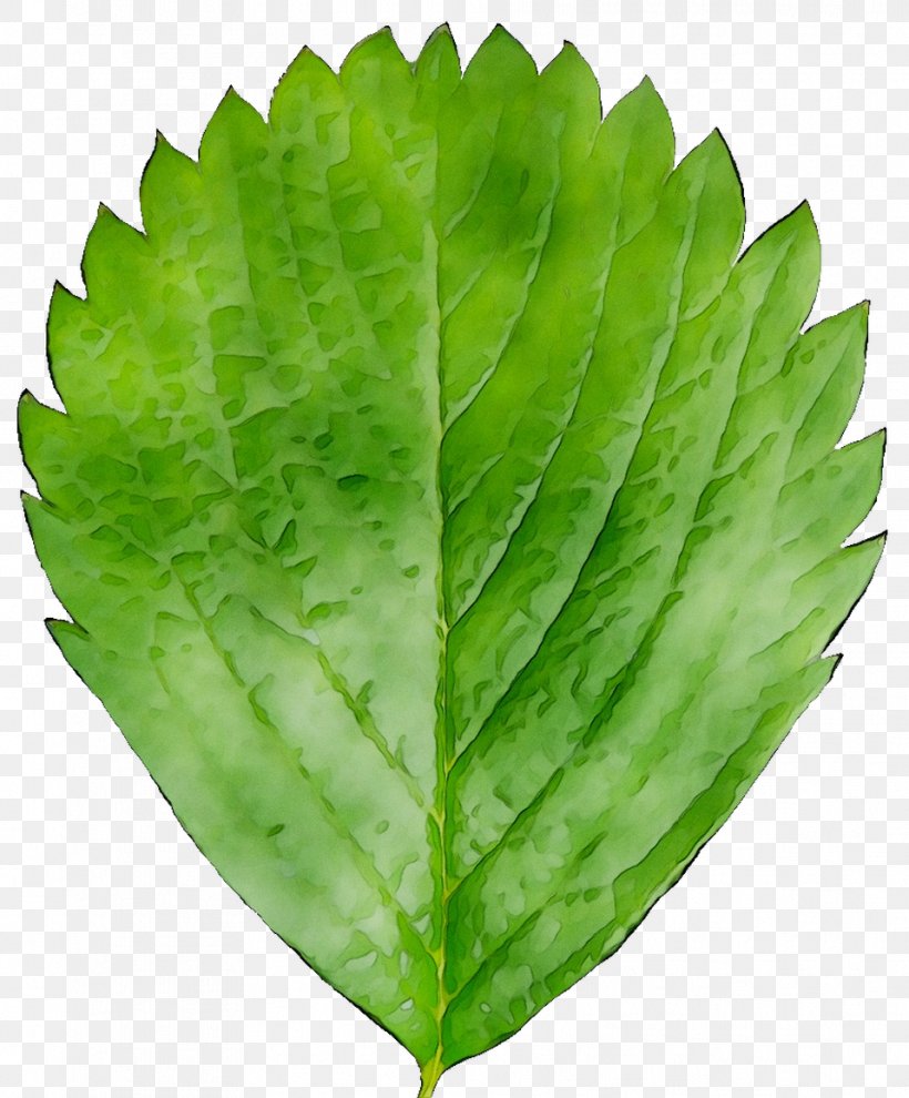 Leaf Greens Plant Pathology Herb, PNG, 958x1157px, Leaf, Botany, Flower, Flowering Plant, Green Download Free