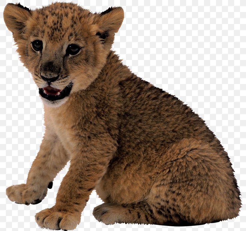 Lion Cougar Clip Art, PNG, 800x770px, Lion, Big Cat, Big Cats, Carnivoran, Cat Like Mammal Download Free