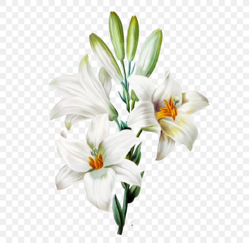 Madonna Lily Arum-lily Easter Lily Orange Lily Flower, PNG, 602x800px, Madonna Lily, Arumlily, Botanical Illustration, Botany, Calla Lily Download Free