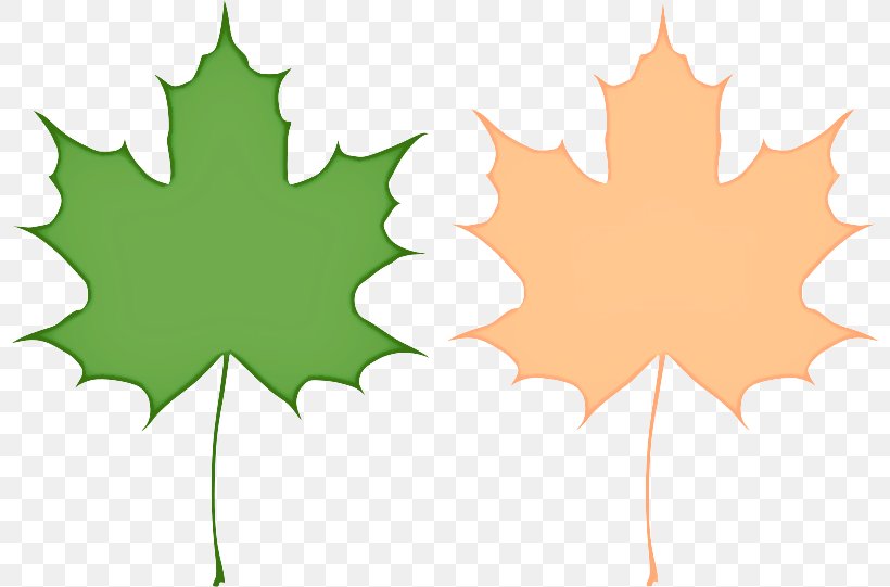 Maple Leaf, PNG, 800x541px, Leaf, Black Maple, Holly, Maple Leaf, Plane Download Free