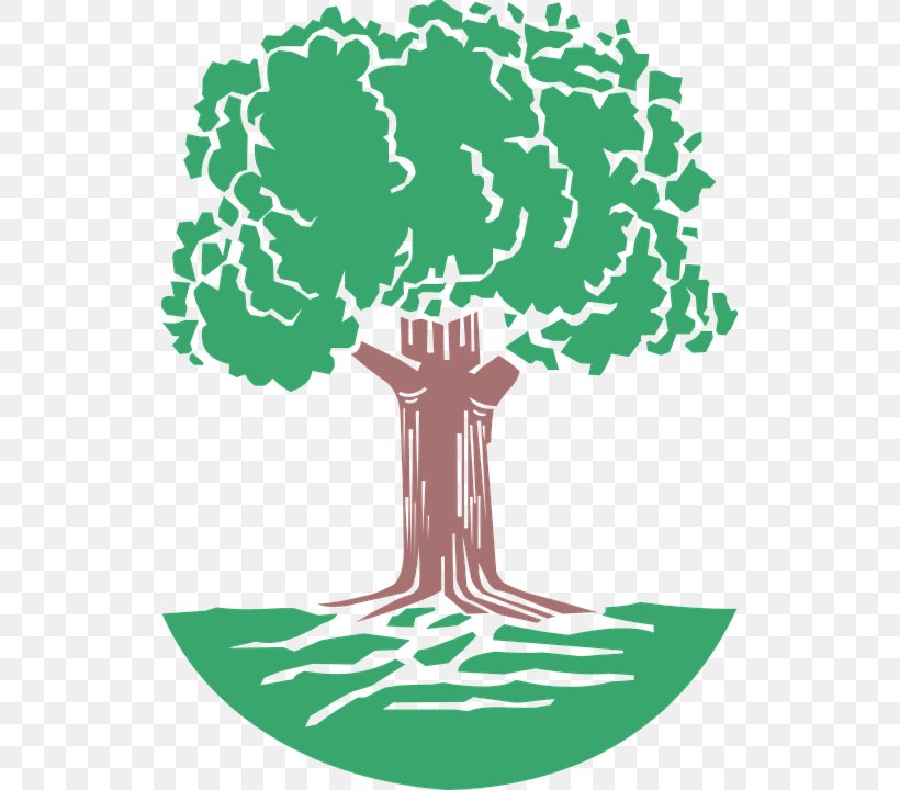 Oak Tree Clip Art, PNG, 525x720px, Oak, Acorn, Area, Artwork, Branch Download Free