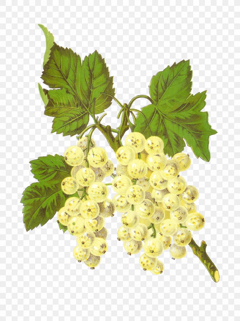 Zante Currant Grapevines White Currant Clip Art, PNG, 1196x1600px, Zante Currant, Berry, Branch, Currant, Food Download Free