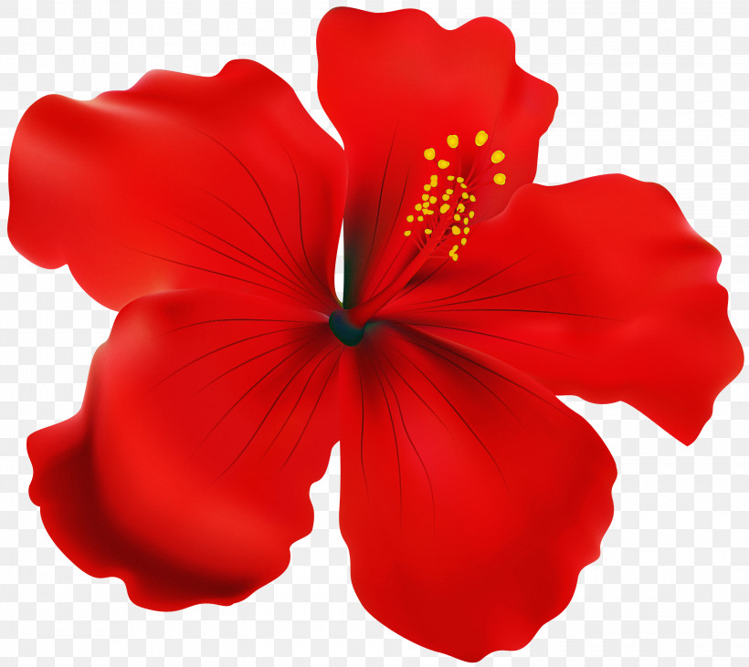 Hibiscus Petal Red Hawaiian Hibiscus Flower, PNG, 3000x2675px, Hibiscus, Chinese Hibiscus, Flower, Hawaiian Hibiscus, Mallow Family Download Free