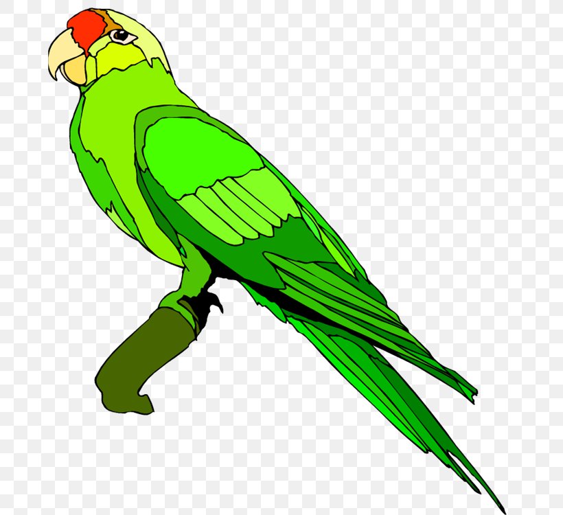 Parrot Blue-and-yellow Macaw Clip Art, PNG, 679x750px, Parrot, Beak, Bird, Blueandyellow Macaw, Common Pet Parakeet Download Free