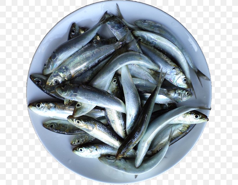 Sardine Fish Products Anchovies As Food Oily Fish Anchovy, PNG, 640x638px, Sardine, Anchovies As Food, Anchovy, Anchovy Food, Animal Source Foods Download Free