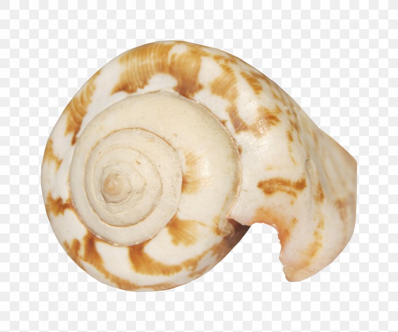 Seashell Animation Smiley, PNG, 2400x2000px, Seashell, Animation, Avatar, Conchology, Drawing Download Free