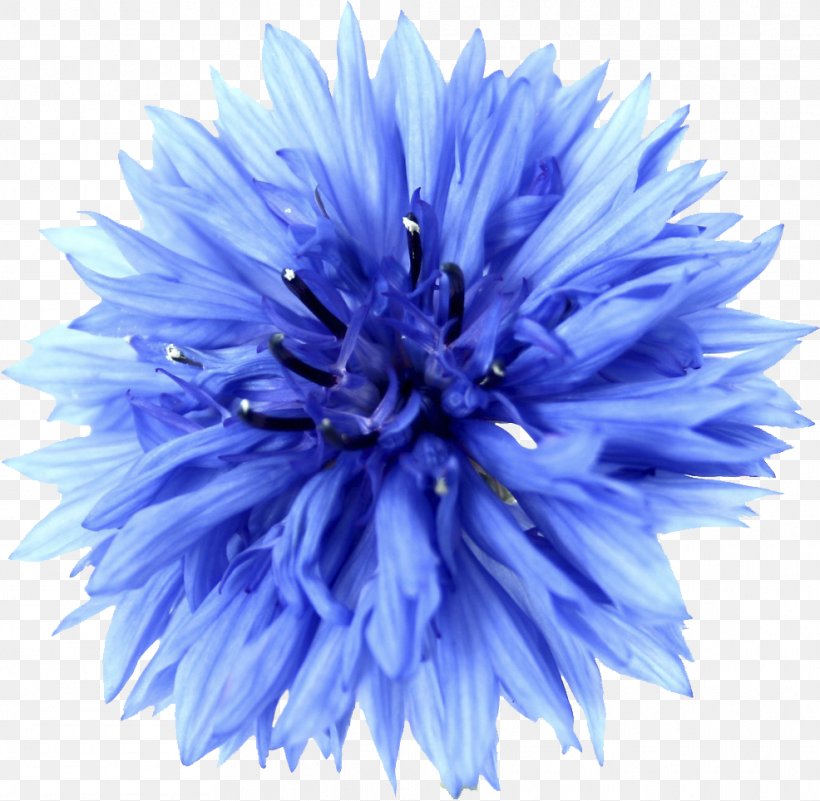 Stock Photography Cornflower Blue Flower, PNG, 986x964px, Stock Photography, Aster, Blue, Blue Flower, Chrysanths Download Free