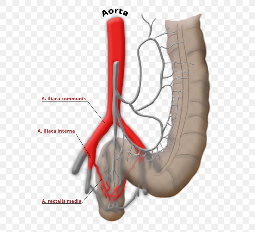 Superior Rectal Artery Middle Rectal Artery Riolan-Anastomose Superior Mesenteric Artery Superior Rectal Vein, PNG, 682x747px, Watercolor, Cartoon, Flower, Frame, Heart Download Free