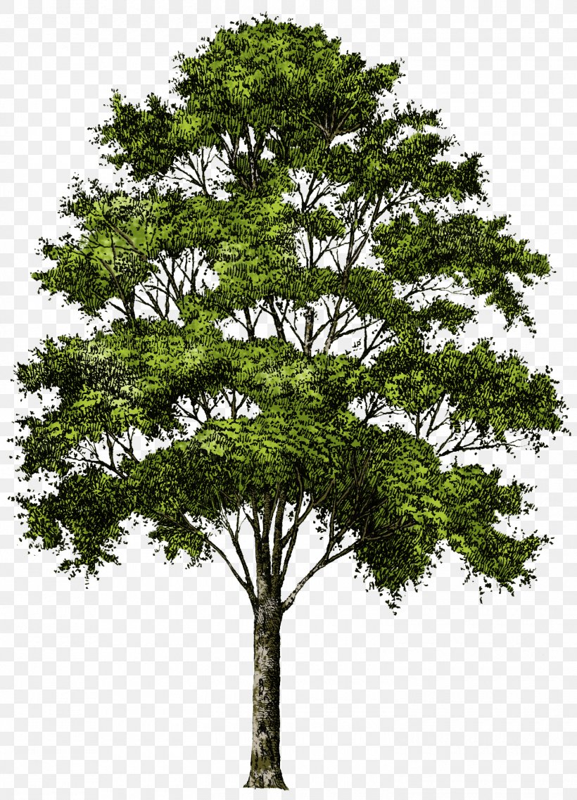 Tree Clip Art, PNG, 1500x2081px, 3d Rendering, Tree, Architectural Rendering, Branch, Evergreen Download Free