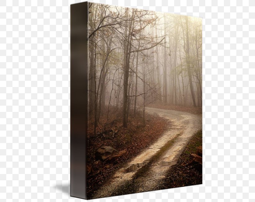 Canvas Print Printing Work Of Art /m/083vt, PNG, 494x650px, Canvas Print, Canvas, Discover Card, Fog, Forest Download Free
