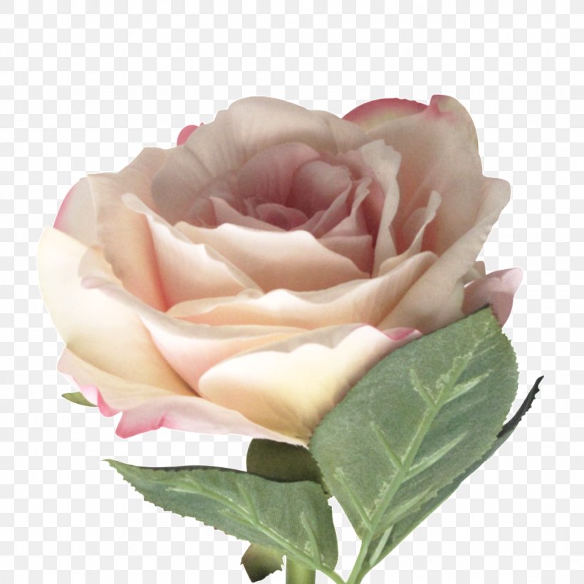 Garden Roses Cabbage Rose Floribunda Cut Flowers, PNG, 1024x1024px, Garden Roses, Artificial Flower, Basket, Cabbage Rose, Ceramic Download Free