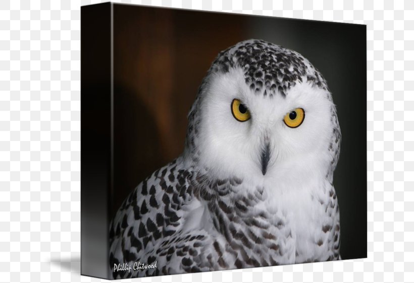 Owl Beak Close-up, PNG, 650x562px, Owl, Beak, Bird, Bird Of Prey, Closeup Download Free