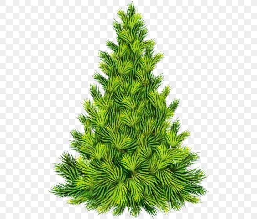 Shortleaf Black Spruce Balsam Fir Columbian Spruce White Pine Colorado Spruce, PNG, 519x699px, Watercolor, Balsam Fir, Colorado Spruce, Columbian Spruce, Lodgepole Pine Download Free
