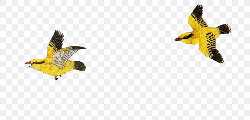 Bird-and-flower Painting Chinese Painting Television, PNG, 2273x1090px, Bird, Animal Figure, Beak, Birdandflower Painting, Chinese Painting Download Free