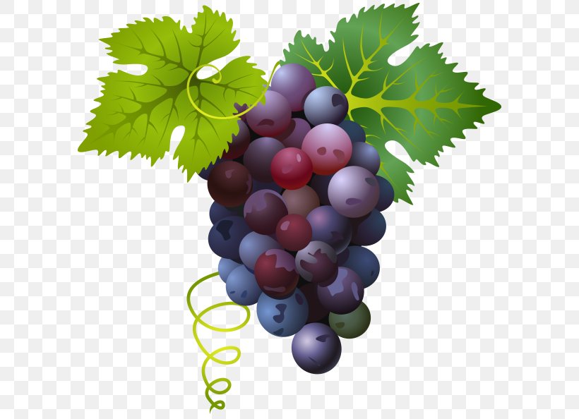 Common Grape Vine, PNG, 600x594px, Common Grape Vine, D Major, Divertimento, Food, Fruit Download Free