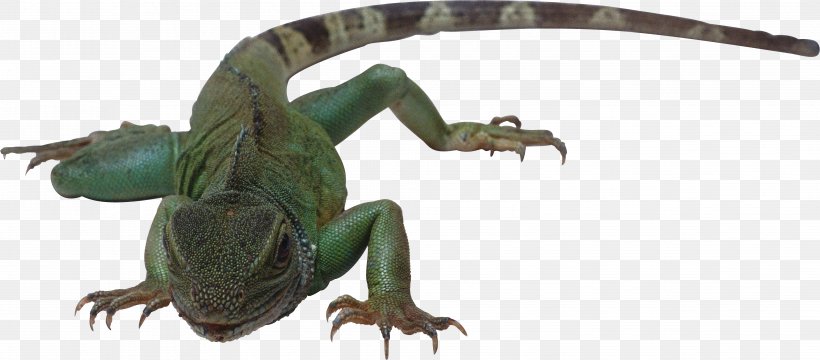 Lizard Reptile Amphibian Snake Vertebrate, PNG, 3922x1725px, Amphibian, Anapsid, Animal, Animal Figure, Beak Download Free