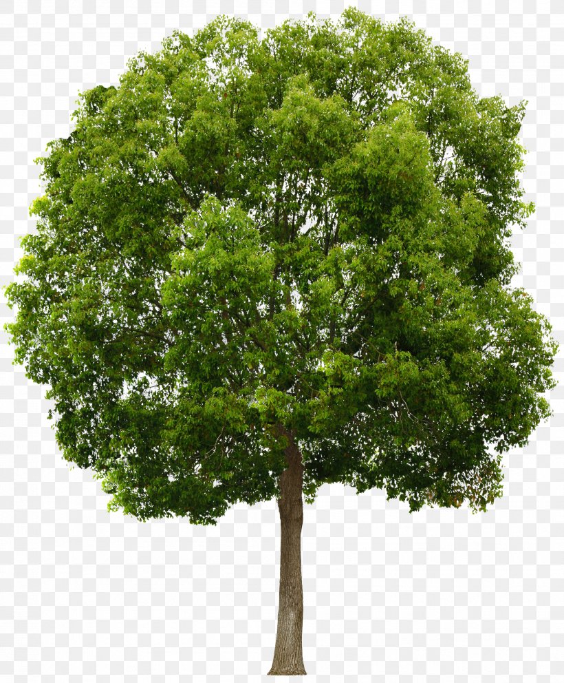 Tree Clip Art, PNG, 1903x2304px, 3d Computer Graphics, Tree, Branch, Image Resolution, Leaf Download Free