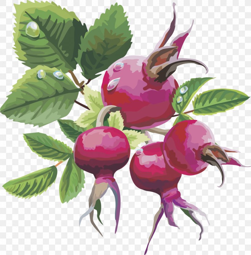 Frutti Di Bosco Fruit Euclidean Vector, PNG, 983x1000px, Rose Hip, Auglis, Berry, Branch, Drawing Download Free
