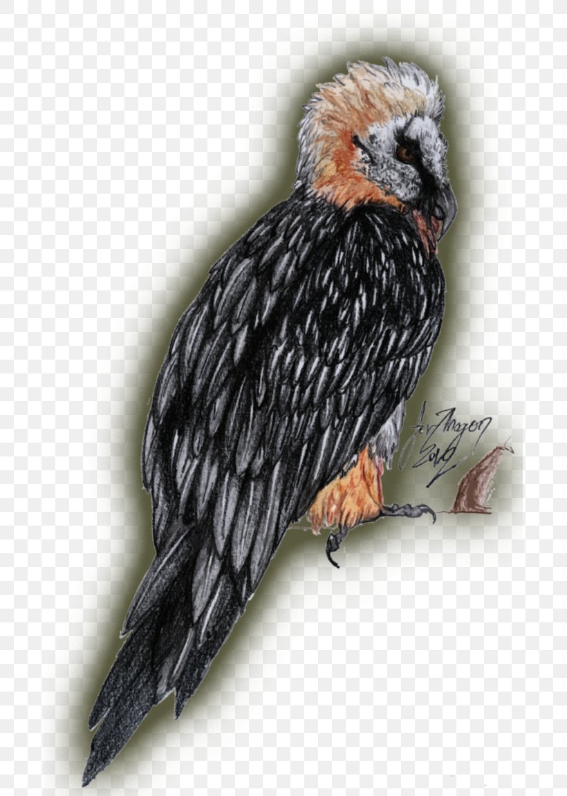 Turkey Vulture Bird Of Prey Bearded Vulture, PNG, 693x1151px, Turkey Vulture, Animal, Art, Beak, Bearded Dragons Download Free