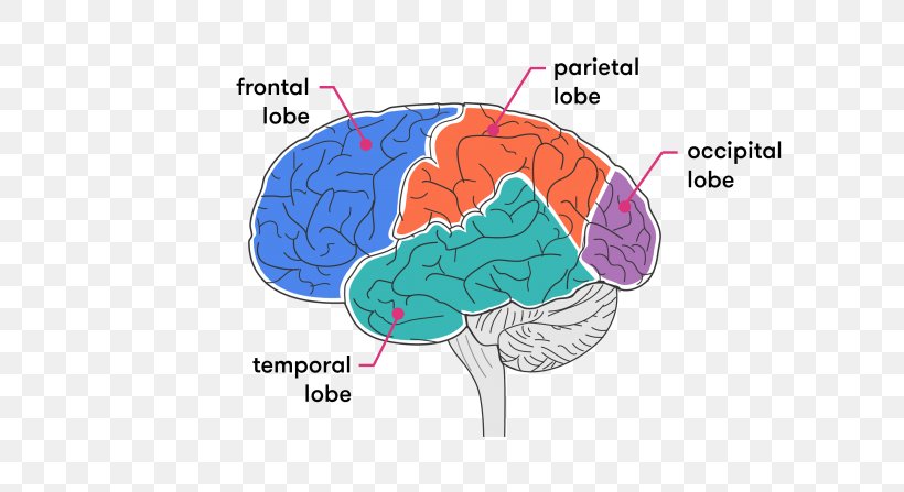 Brain Organism, PNG, 670x447px, Watercolor, Cartoon, Flower, Frame, Heart Download Free