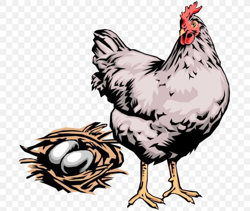Chicken Egg Hen Rooster Clip Art, PNG, 699x693px, Chicken, Beak, Bird, Broodiness, Chicken Egg Download Free
