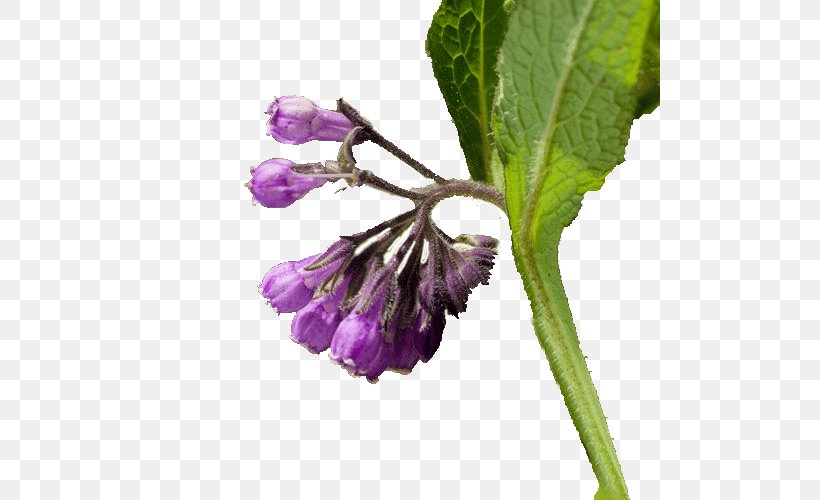 Comfrey Health Food Health Food Medicine, PNG, 500x500px, Comfrey, Alcoholic Drink, Alternative Health Services, Annual Plant, Blog Download Free
