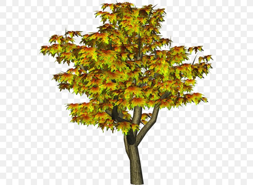 Tree Clip Art, PNG, 566x600px, Tree, Autumn, Branch, Deciduous, Document Download Free