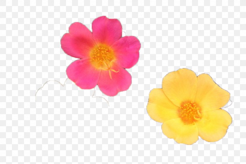 Yellow Petal Red Blue, PNG, 1024x683px, Yellow, Beach Rose, Blue, Color, Flower Download Free