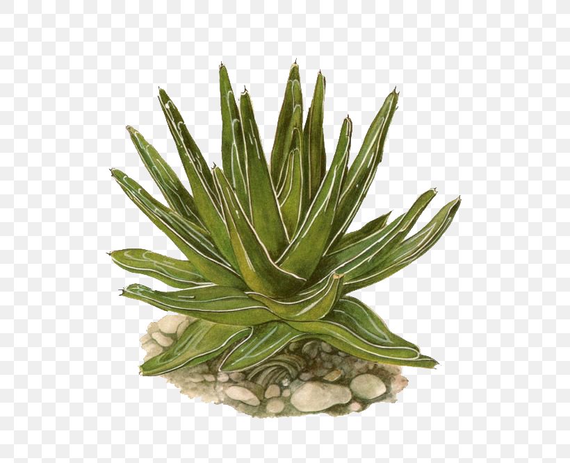 Agave Lechuguilla Agave Victoriae-reginae Eastern Prickly Pear Succulent Plant Cactaceae, PNG, 564x667px, Agave Victoriaereginae, Agave, Agave Azul, Agave Cactus, Agave Nectar Download Free