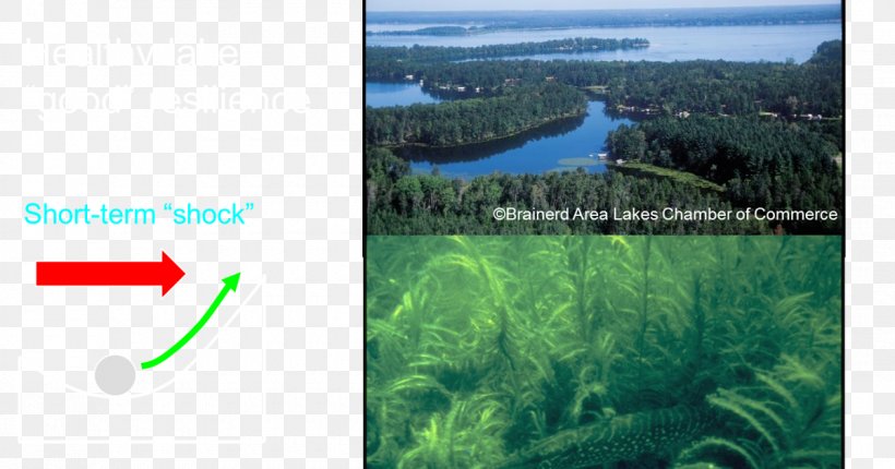 Brainerd Water Resources Biome Vegetation Energy, PNG, 1200x630px, Brainerd, Biome, Ecosystem, Energy, Grass Download Free