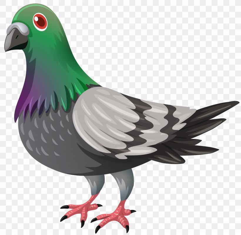 Columbidae Domestic Pigeon Clip Art, PNG, 8000x7814px, Columbidae, Beak, Bird, Chicken, Domestic Pigeon Download Free