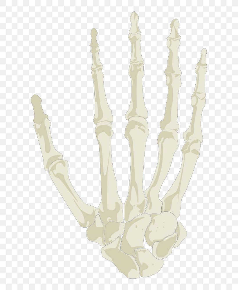 Finger Human Skeleton Hand, PNG, 697x1000px, Finger, Anatomy, Arm, Autocad Dxf, Hand Download Free
