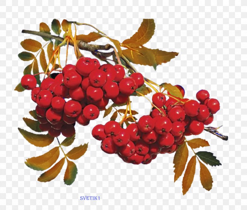 Image Branch Shrub Euclidean Vector Drawing, PNG, 2362x2006px, Branch, Berry, Chokeberry, Cranberry, Digital Image Download Free