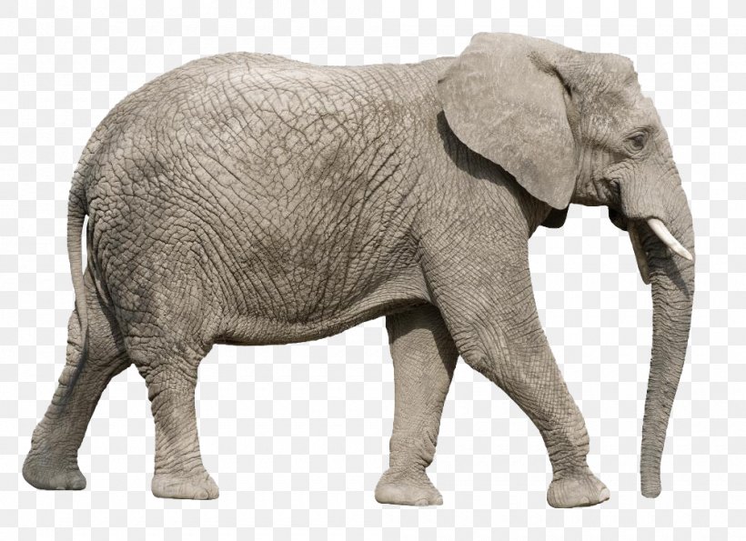 African Elephant Asian Elephant Clip Art, PNG, 1000x726px, African Elephant, Asian Elephant, Elephant, Elephants And Mammoths, Fauna Download Free