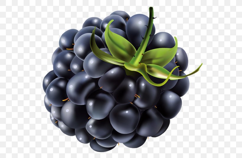 Bilberry Blueberry Juice Blackberry, PNG, 600x536px, Bilberry, Berry, Blackberry, Blueberry, Computer Software Download Free