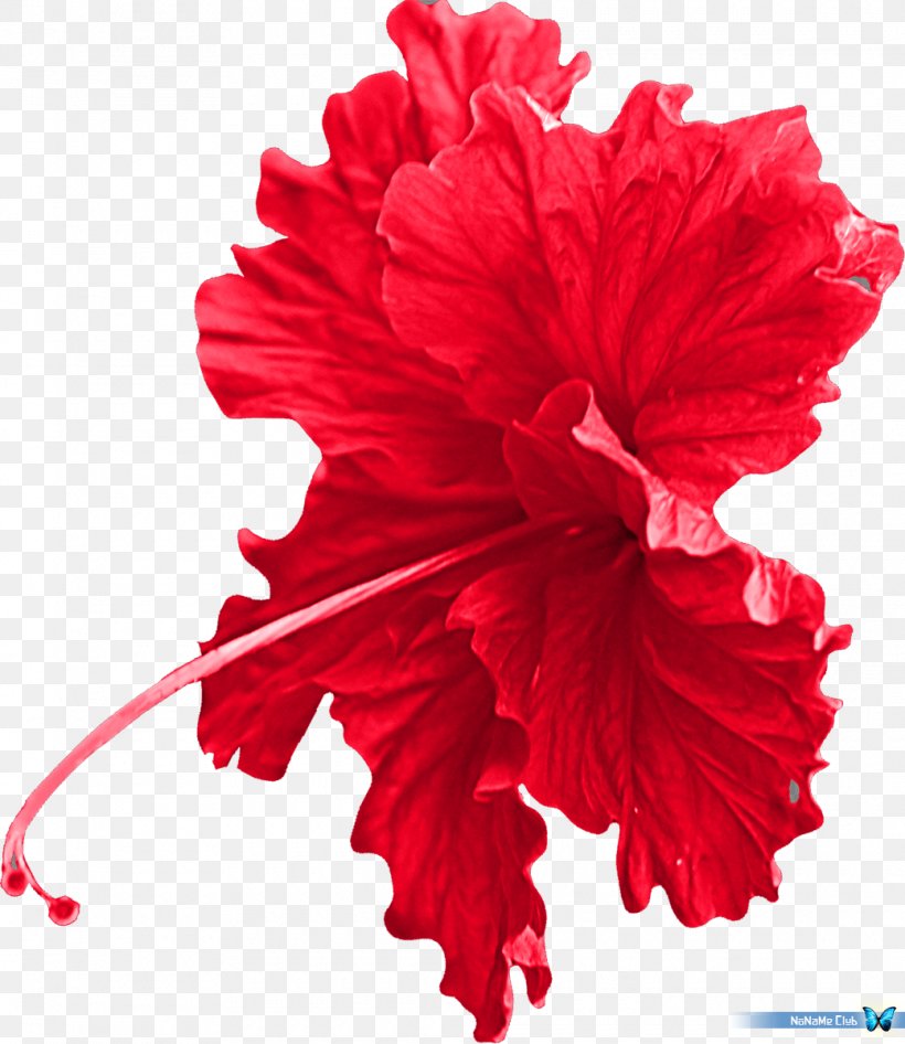 Cut Flowers Mallows Hibiscus Carnation, PNG, 1040x1200px, Flower, Carnation, China Rose, Chinese Cuisine, Cut Flowers Download Free