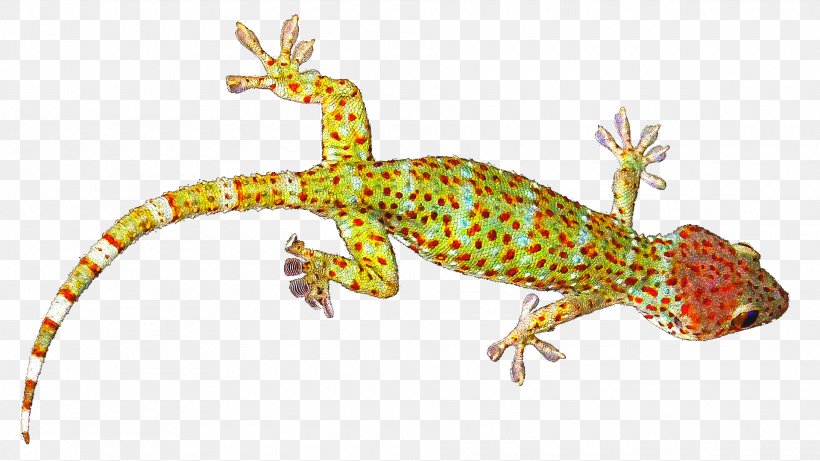Reptile Lizard Tokay Gecko Common Leopard Gecko, PNG, 1920x1080px, Reptile, Amphibian, Animal, Bronchocela Jubata, Cecak Download Free