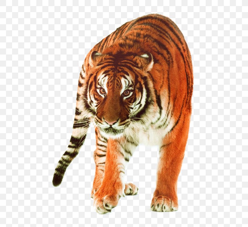 Siberian Tiger Quest Felidae Big Cat, PNG, 750x750px, Siberian Tiger, Animal, Apex Predator, Big Cat, Big Cats Download Free