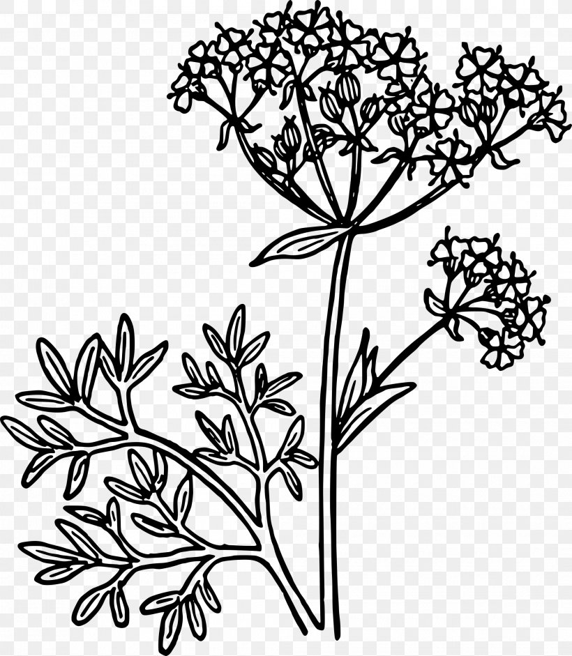 Anise Clip Art, PNG, 2090x2400px, Anise, Art, Black And White, Branch, Cut Flowers Download Free