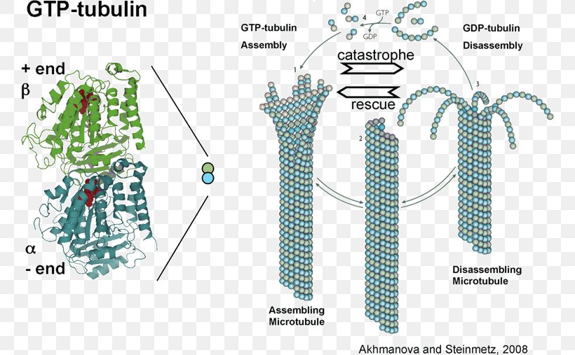 Microtubule Tubulin Cytoskeleton Kinetochore Dimer, PNG, 760x507px, Microtubule, Actin, Area, Cell, Cytoskeleton Download Free