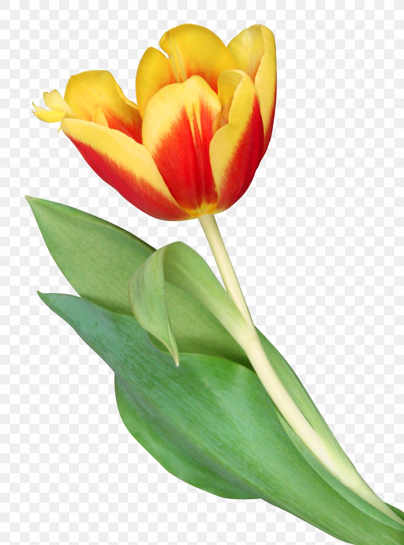The Tulip: The Story Of A Flower That Has Made Men Mad Clip Art, PNG, 2241x3025px, Tulip, Cut Flowers, Floral Design, Floristry, Flower Download Free