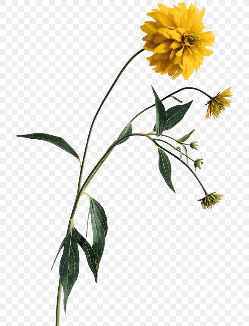 Wildflower Clip Art, PNG, 716x1074px, Wildflower, Computer Software, Daisy Family, Flora, Flower Download Free